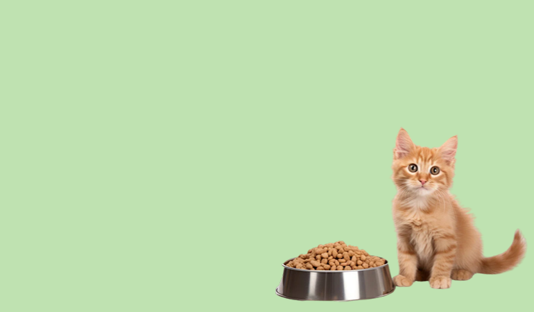 Nutrition Your Cat Will Purr For